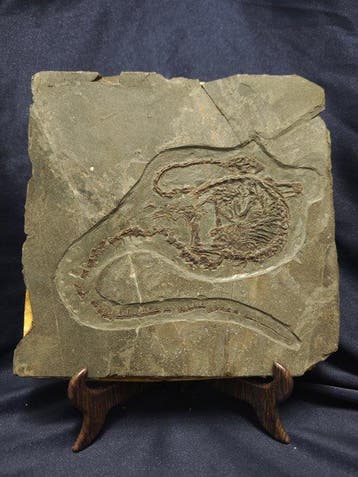 Gefossiliseerd dier - Hyphalosaurus-55cm - 24 cm - 22 cm