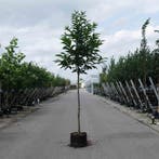 Tamme kastanje | Kastanjeboom | Notenboom, Tuin en Terras