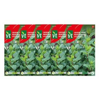 Munt zaad | VT | 5 stuks (Pepermunt), Verzenden