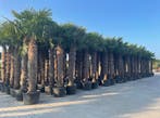 Trachycarpus fortunei palmbomen,Olijfbomen,Vijgenbomen,Vijg!, Ophalen of Verzenden, 100 tot 250 cm, Olijfboom, Volle zon