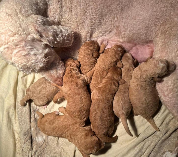 prachtige medium LABRADOODLE pups multigen, Dieren en Toebehoren, Honden | Retrievers, Spaniëls en Waterhonden, Meerdere, Meerdere dieren