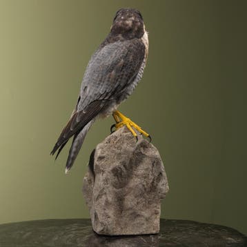 Hybride Valk Taxidermie Opgezette Dieren By Max, Ophalen of Verzenden, Nieuw, Vogel, Opgezet dier