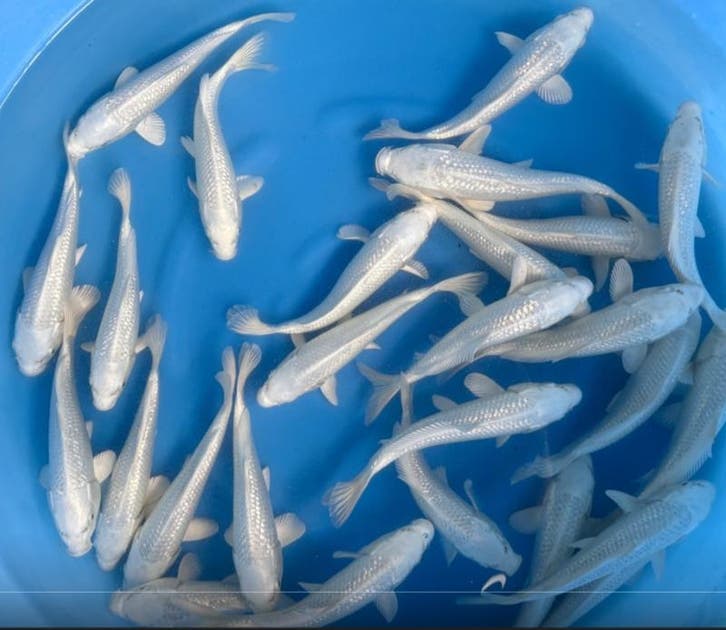 Sakazume 21-23cm (Japanse Koi), Dieren en Toebehoren, Vissen | Vijvervissen, Karper of Koi