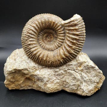 Prachtige ammoniet - Gefossiliseerd dier - Stephanoceras sp., Verzamelen, Mineralen en Fossielen