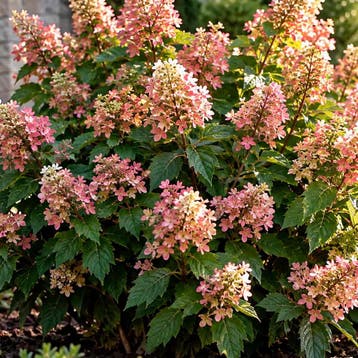 Hortensia ‘Munchkin’ (Eikenbladig) container (P29) Raskl, Tuin en Terras, Verzenden, Overige soorten, Halfschaduw