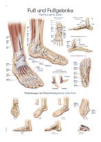 Anatomie poster voet en voetgewrichten (Duits/Engels, pa..., Nieuw