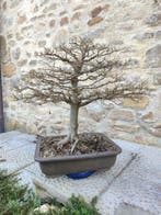 Chinese iep bonsai (Ulmus parviflora) - Hoogte (boom): 70 cm