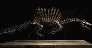 Fossiel skelet - Spinosaurus Aegyptiacus Full Skeleton
