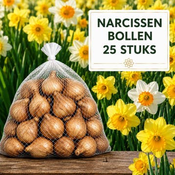 Narcissen Bloembollen 25 Stuks - Extra Grote Bollen 12+, Bloembol