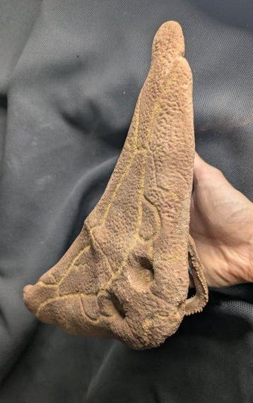 Fossiele schedel - Diplocaulus - Museum-Grade Replica - 11