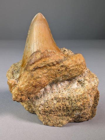 Grote fossiele haaientand in natuurlijke matrix met een, Verzamelen, Mineralen en Fossielen