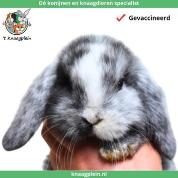 Jonge lieve hangoor dwergkonijntjes te koop! Veel keus!, Dieren en Toebehoren, Meerdere dieren, Dwerg, Hangoor, 0 tot 2 jaar