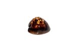 Bedrieglijke cowrie Skelet - Cypraea Zoila decipiens, Nieuw