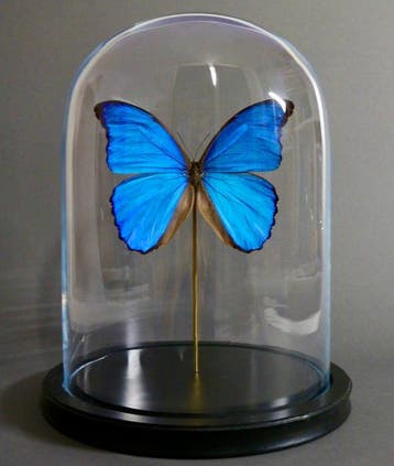 Vlinder Taxidermie volledige montage - Morpho didius - 30 cm