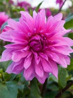 Dahlia Babylon purple (Paars, Dahlia’s kopen?), Ophalen of Verzenden