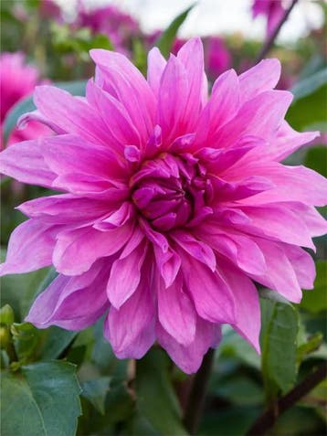 Dahlia Babylon purple (Paars, Dahlia’s kopen?), Tuin en Terras, Bloembollen en Zaden, Ophalen of Verzenden