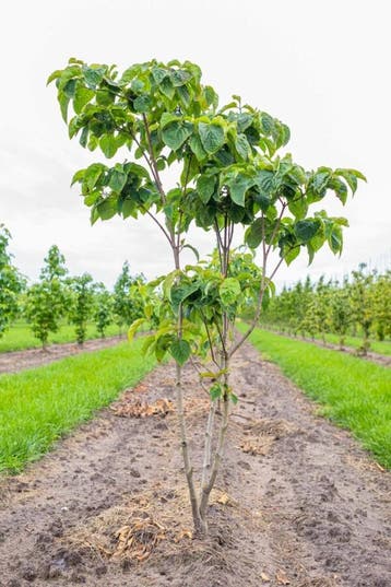Cornus florida meerstammig 300-350