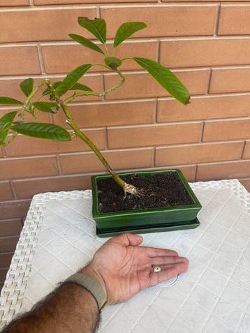 avocado - Hoogte (boom): 25 cm - Diepte (boom): 3 cm -