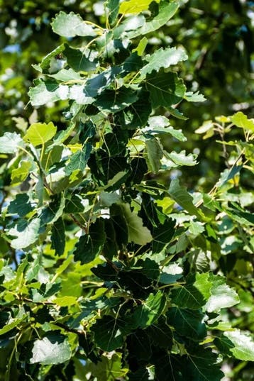 Populus canescens hoogstam 16/18