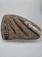 Orthoceras - Gefossiliseerd dier - 20 cm (Zonder