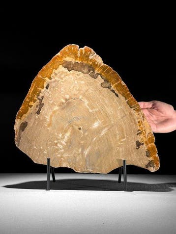 C- Prachtige grote plak versteend hout op een maatwerk