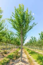 Prunus domestica Hauszwetsche hoogstam, Tuin en Terras