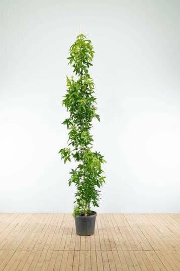 Liquidambar styraciflua Slender Silhouette beveerd