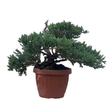 Jeneverbes bonsai (Juniperus) - Hoogte (boom): 31 cm -