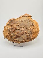 Fossiel - Gefossiliseerd dier - piece of seabed hundreds of, Verzamelen