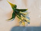 Corsage pick Stephanotus Wit 1 bloem per stuk, Ophalen of Verzenden, Nieuw