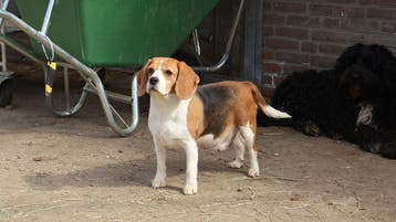Leuke beagles te koop, Parvo, Beagle, Nederland, Meerdere