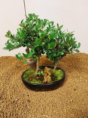 Japanese holly bonsai (Ilex crenata) - Hoogte (boom): 23 cm