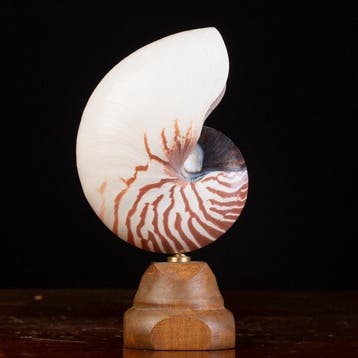 Meester van de Wunderkammer - Zeeschelp - Nautilus Pompilius, Verzamelen