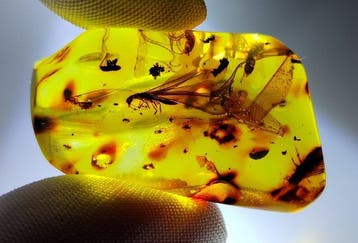 FOSSlL-AMAZING!! Dominicaans amber- 8 g