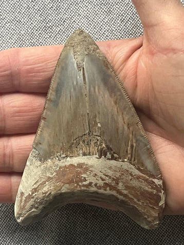 Megalodon tand 10,2 cm - Fossiele tand - Carcharocles