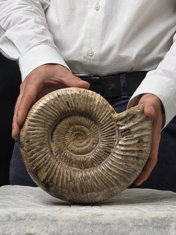 Ammoniet - Gefossiliseerd dier - Perisphincets - 20 cm, Verzamelen, Mineralen en Fossielen