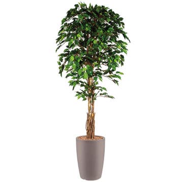 Ficus kunstplant, H210cm, Ophalen of Verzenden, Overige soorten, 200 cm of meer