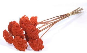 Achillea Parker Burnt Oranje droogbloem, Ophalen of Verzenden, Nieuw