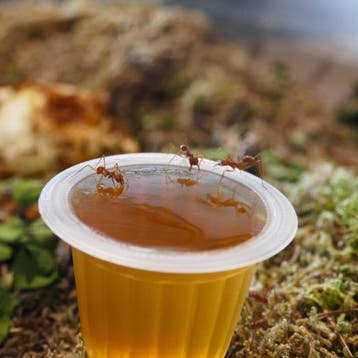 Fruit Cup voor Mieren & Insecten - Eiwit- & Suikerrijk, Nieuw