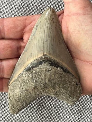 Megalodon tand 11,5 cm - Fossiele tand - Carcharocles