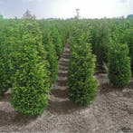 Taxus Baccata 120-140 cm - Pot, Tuin en Terras, Planten | Struiken en Hagen