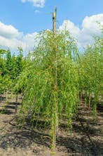 Salix x sepulcralis Chrysocoma hoogstam 12/14, Tuin en Terras, Planten | Tuinplanten