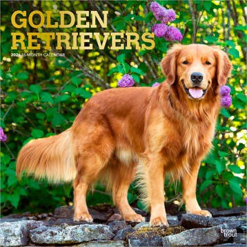 Golden Retrievers – Golden Retriever 2026 –, Verzenden, Nieuw