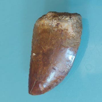 Dinosaurus - Fossiele tand - Carcharodontosaurus sp. - 50 mm
