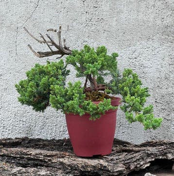 Jeneverbes bonsai (Juniperus) - Hoogte (boom): 20 cm -