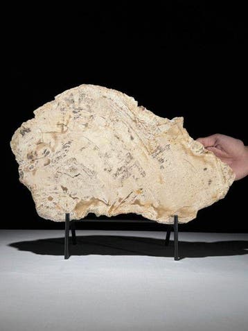 Prachtige snede van versteend hout op een op maat gemaakte
