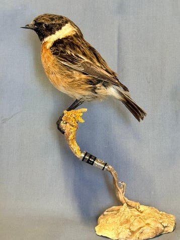 Saltimpalo Taxidermie volledige montage - Saxicola torquatus, Nieuw