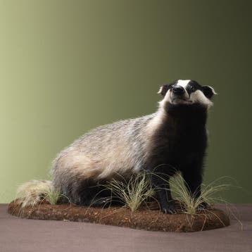 Das Taxidermie Opgezette Dieren By Max, Ophalen of Verzenden, Nieuw, Wild dier, Opgezet dier