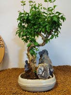 Liguster bonsai (Ligustrum) - Hoogte (boom): 41 cm - Diepte