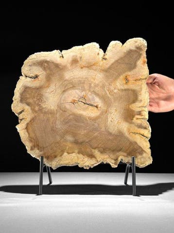 Indrukwekkende grote snede van versteend hout op een op maat